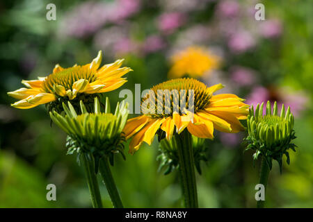 Echinacea blüht in einem Sommergarten Stockfoto