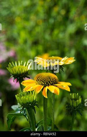 Echinacea blüht in einem Sommergarten Stockfoto