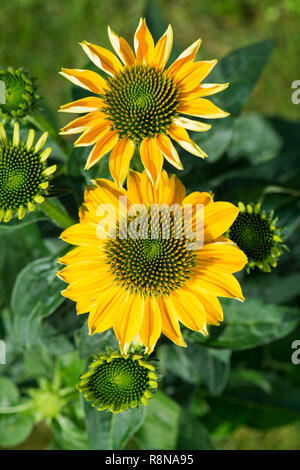 Echinacea blüht in einem Sommergarten Stockfoto