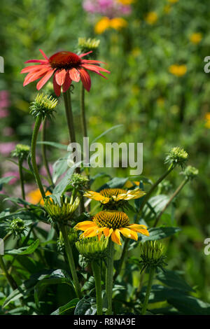 Echinacea blüht in einem Sommergarten Stockfoto
