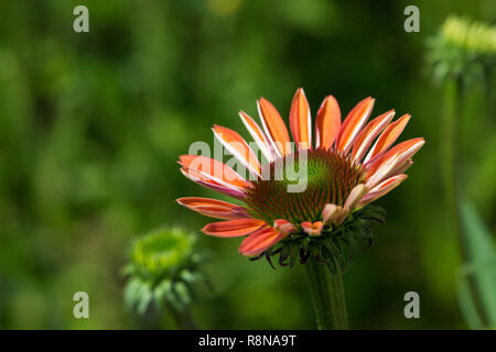 Echinacea blüht in einem Sommergarten Stockfoto