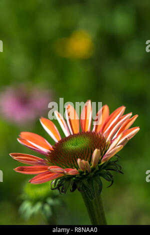 Echinacea blüht in einem Sommergarten Stockfoto
