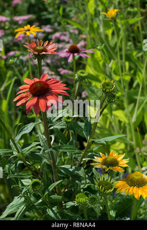 Echinacea blüht in einem Sommergarten Stockfoto