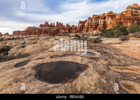 Pools von Wasser in slickrock Depressionen nach dem Herbst regen entlang der Chesler Park Loop Trail im Needles District des Canyonlands National Park, Uta Stockfoto