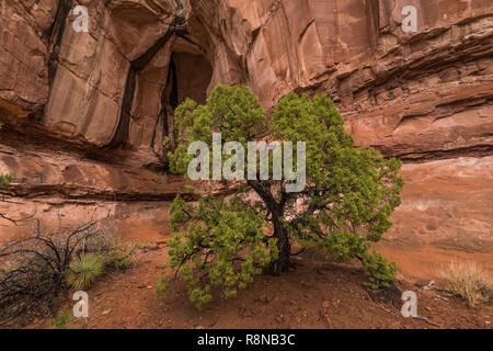 Utah Wacholder, Juniperus osteosperma gedeihen, sandigen Boden entlang der Chesler Park Loop Trail im Needles District des Canyonlands National Park, Ut Stockfoto