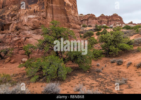 Pinyon Kiefern, Pinus edulis, an einem regnerischen Tag entlang der Chesler Park Loop Trail im Needles District des Canyonlands National Park, Utah, Oktober, USA Stockfoto