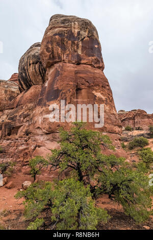 Pinyon Kiefern, Pinus edulis, an einem regnerischen Tag entlang der Chesler Park Loop Trail im Needles District des Canyonlands National Park, Utah, Oktober, USA Stockfoto