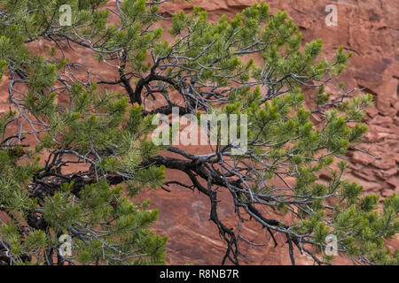 Pinyon Kiefern, Pinus edulis, an einem regnerischen Tag entlang der Chesler Park Loop Trail im Needles District des Canyonlands National Park, Utah, Oktober, USA Stockfoto