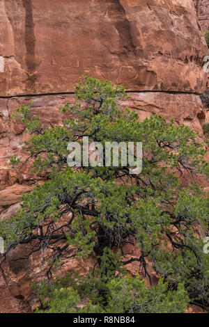 Pinyon Kiefern, Pinus edulis, an einem regnerischen Tag entlang der Chesler Park Loop Trail im Needles District des Canyonlands National Park, Utah, Oktober, USA Stockfoto