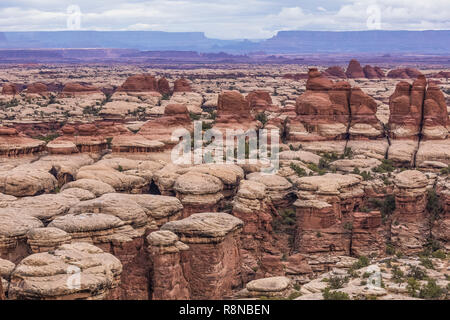 Dramatische Sandstein Landschaften der Slickrock und die Turmspitze entlang der Chesler Park Loop Trail im Needles District des Canyonlands National Park, Utah, Oct Stockfoto