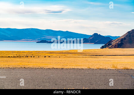 Die natürliche Landschaft der westlichen Mongolei mit der Herde von Rindern grasen in der Nähe der See und die schöne Berglandschaft bei Ulgii im sonnigen Tag Stockfoto