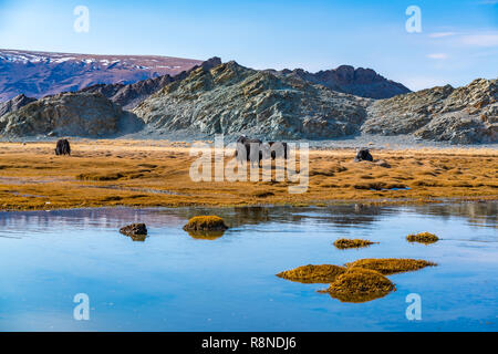 Mongolische Rinder grasen auf der Weide in der Nähe der Strom vor der schönen Berg an Ulgii in der westlichen Mongolei Stockfoto