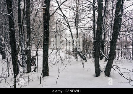 Wald nach Schneesturm Stockfoto