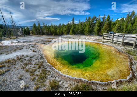 Morning Glory Stockfoto