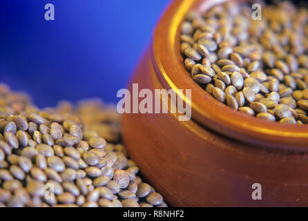 Ganze rote Linsen (lens culinaris), Indien Stockfoto