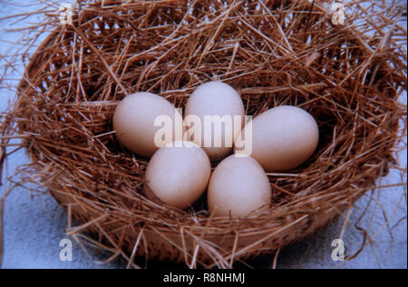 Eier von Vogel, lackiert Stork (mycteria leucocephala) Stockfoto