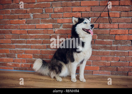 Porträt einer Husky mit blauen Augen auf einem Hintergrund aus rotem Backstein vintage Stockfoto