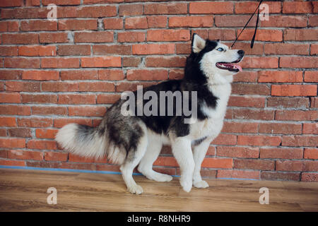 Porträt einer Husky mit blauen Augen auf einem Hintergrund aus rotem Backstein vintage Stockfoto