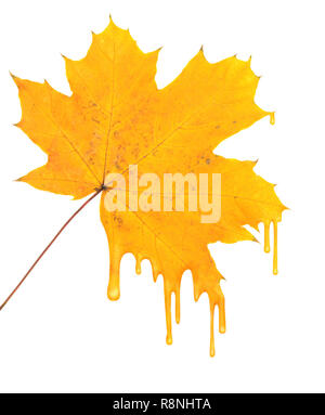 Maple Leaf in Paint Tröpfchen Stockfoto