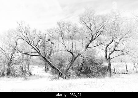 Schwarz-weiß Foto eines gebrochenen Willow Tree, mit einem "V"-Form, die in den Schnee im Winter. Einige Mistel wächst in den Filialen Stockfoto