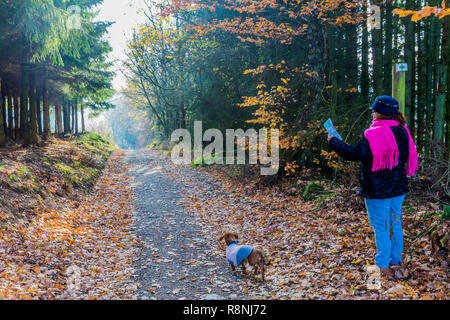 Frau mit ihrem Hund auf einer Karte auf einem Pfad in der Mitte des Waldes zwischen den Dörfern von Vielsalm und Beche in der Belgischen Ardennen Stockfoto