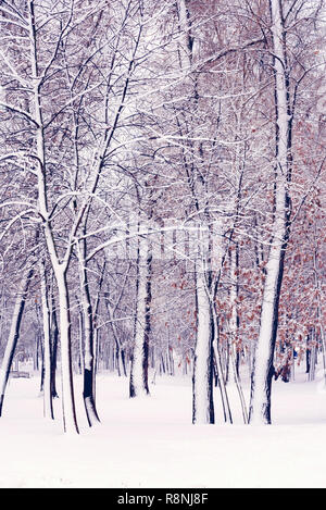 Bäume in der natalka Park, in der Nähe des Dnjepr in Kiew, Ukraine. Die eine Seite der Bäume wird durch Schnee bedeckt, während der andere Teil bleibt unberührt Stockfoto