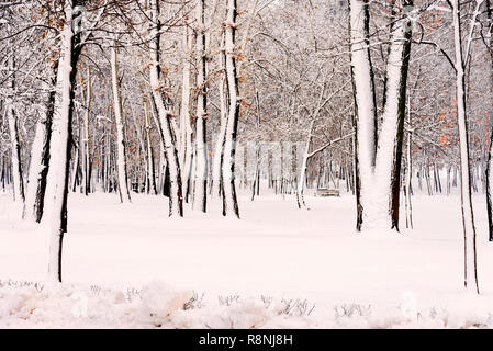 Bäume in der natalka Park, in der Nähe des Dnjepr in Kiew, Ukraine. Die eine Seite der Bäume wird durch Schnee bedeckt, während der andere Teil bleibt unberührt Stockfoto