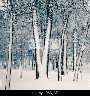 Bäume in der natalka Park, in der Nähe des Dnjepr in Kiew, Ukraine. Die eine Seite der Bäume wird durch Schnee bedeckt, während der andere Teil bleibt unberührt Stockfoto