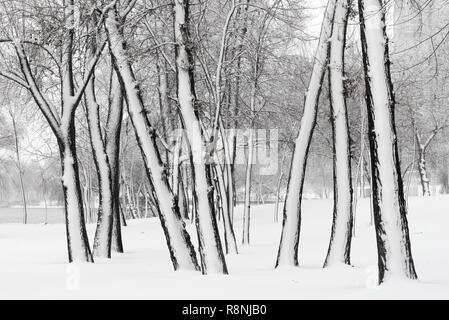 Bäume in der natalka Park, in der Nähe des Dnjepr in Kiew, Ukraine. Die eine Seite der Bäume wird durch Schnee bedeckt, während der andere Teil bleibt unberührt Stockfoto