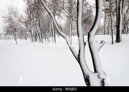 Bäume in der natalka Park, in der Nähe des Dnjepr in Kiew, Ukraine. Die eine Seite der Bäume wird durch Schnee bedeckt, während der andere Teil bleibt unberührt Stockfoto