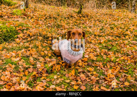 Bild von einem Dackel mit einem Pullover sehr aufmerksam auf Gras mit gelben Blätter im Wald an einem wunderschönen Herbsttag abgedeckt Stockfoto