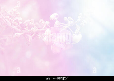 Blume des Cannonball Cannonball Baum oder Sal Baum, Soft Focus Hintergrund Stockfoto