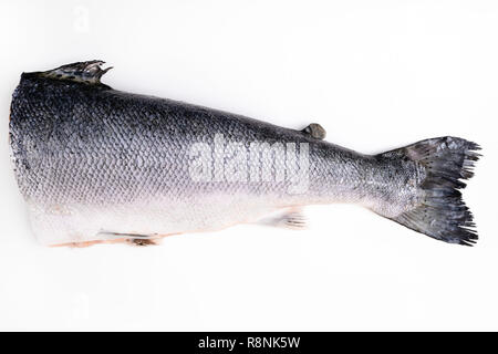 Lachs auf einem weißen Hintergrund. Schwanz, Omega-3-reichen Fisch Stockfoto