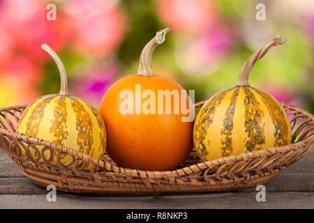 Orange und gestreifte dekorative Kürbisse auf einem Holztisch in Weidenkorb mit unscharfen Garten Hintergrund Stockfoto