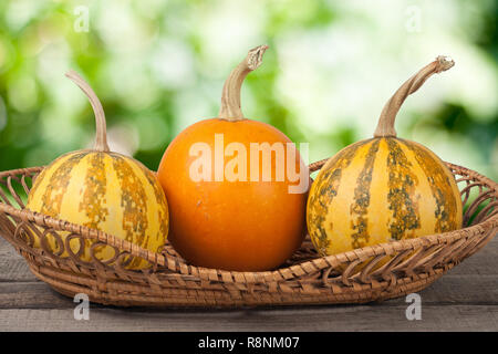 Orange und gestreifte dekorative Kürbisse auf einem Holztisch in Weidenkorb mit unscharfen Garten Hintergrund Stockfoto