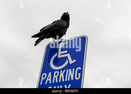 A crow perched on a sign for the disabled in a parking lot. Stockfoto