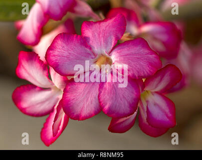 Die Impala Lily oder Desert Rose, ist eine Blume von der heißen trockenen Regionen des Östlichen und Südlichen Afrika, die Blumen, die in der trockenen Jahreszeit Stockfoto