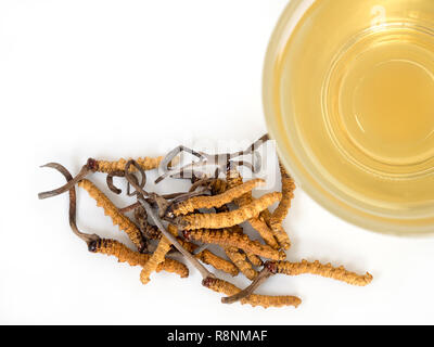 Wählen Sie Fokus der Pilz Cordyceps (CHONG CAO) diese Kräuter. Mit einem Glas Wasser, Wasser aus dem Ophiocordyceps sinensis Hinzufügen extrahieren. Arzneimittel Prop Stockfoto
