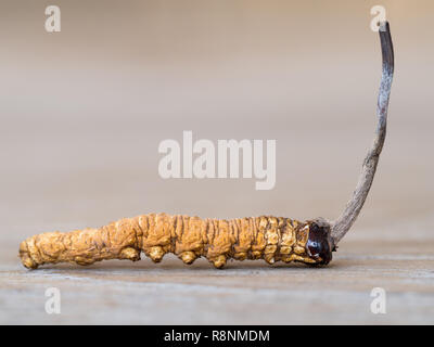 Gruppe der Pilz cordyceps oder Ophiocordyceps sinensis Dies ist ein Kräuter auf Holztisch. Medizinische Eigenschaften bei der Behandlung von Krankheiten. Nationalen oder Stockfoto