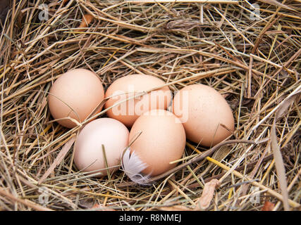 Fünf Hühner Eier im Heu liegen Stockfoto