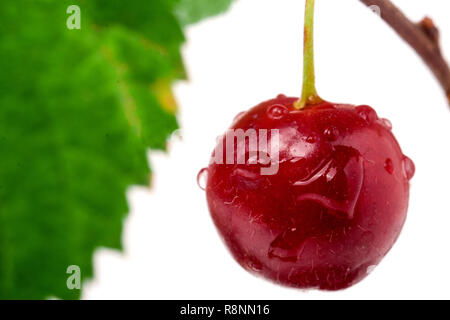 Filz Kirsche auf dem Zweig mit Wassertropfen Stockfoto