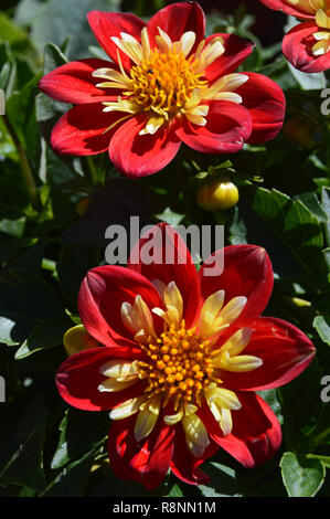 Paar Rot & Gelb Semi-Double, Bi-Colored Dahlie hybrida 'Goldalia Scarlet' Blumen an RHS Garden Harlow Carr, Harrogate, Yorkshire. UK. Stockfoto