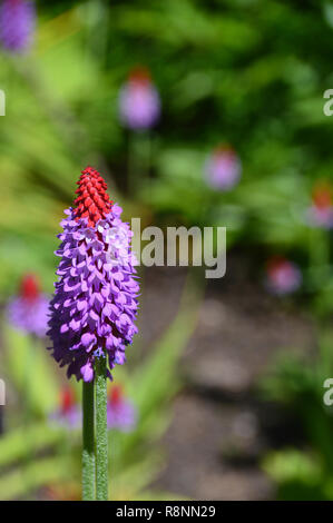 Single Primula vialii", Fläschchen der Primrose' Blume in voller Sonne an RHS Garden Harlow Carr, Harrogate, Yorkshire gewachsen. UK. Stockfoto