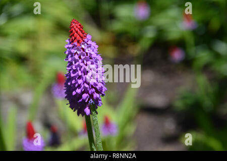 Single Primula vialii", Fläschchen der Primrose' Blume in voller Sonne an RHS Garden Harlow Carr, Harrogate, Yorkshire gewachsen. UK. Stockfoto