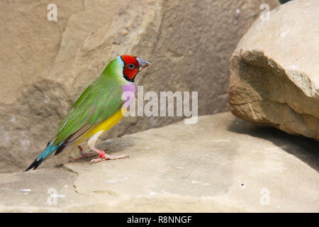 Die Gouldian Finch oder Erythrura gouldiae, männlich, aka der Lady Gouldian Finch, Goulds Finch oder der Regenbogen finch Stockfoto