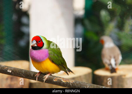 Die Gouldian Finch oder Erythrura gouldiae, männlich, aka der Lady Gouldian Finch, Goulds Finch oder der Regenbogen finch Stockfoto