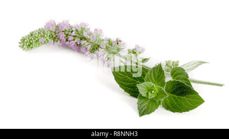 Frischer Pfefferminze Kraut mit Blumen auf weißem Hintergrund Stockfoto