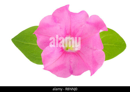 Rosa Blume von Petunia mit grünen Blättern auf weißem Hintergrund Stockfoto