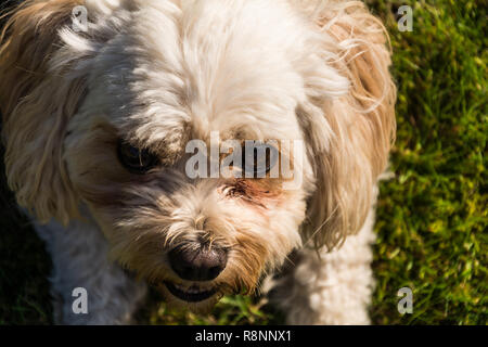 Porträt einer männlichen Cavachon Hund (Canis Lupus Familiaris) bis in die Kamera schaut in einer bedrohlichen Weise. Stockfoto