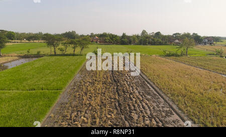 Landwirt in reis plantage Arbeiten mit Deichsel Traktor. Luftaufnahme paddy Bauer das Land pflanzen Reis bereitet. Ackerland mit landwirtschaftlichen Kulturen in ländlichen Gebieten Java Indonesien Stockfoto